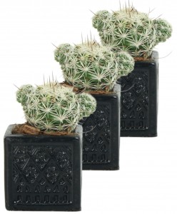 Mini Çiçek Saksı Küçük Sukulent Siyah Kaktüs Saksısı 3'lü Set Mini Kare Model